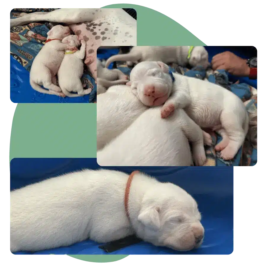 Dogo Argentino Puppies for Sale