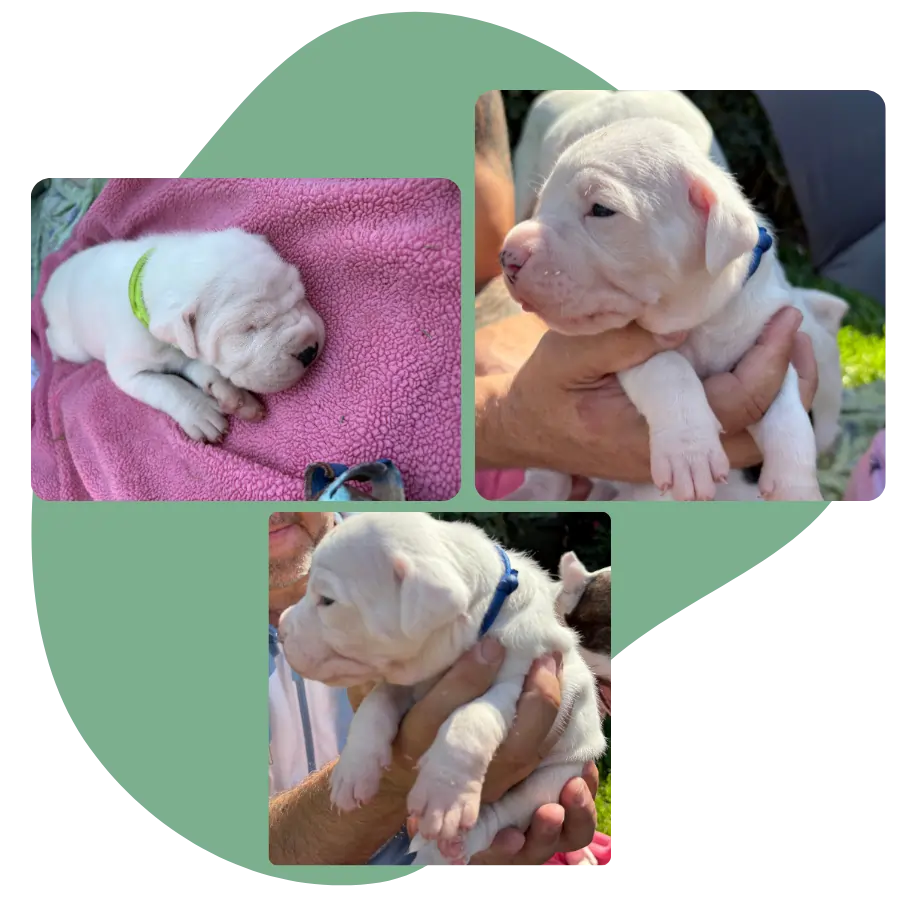 Dogo Argentino Puppies for Sale