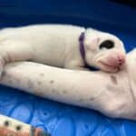 Dogo Argentino Puppies