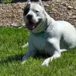 Dogo Argentino Puppies