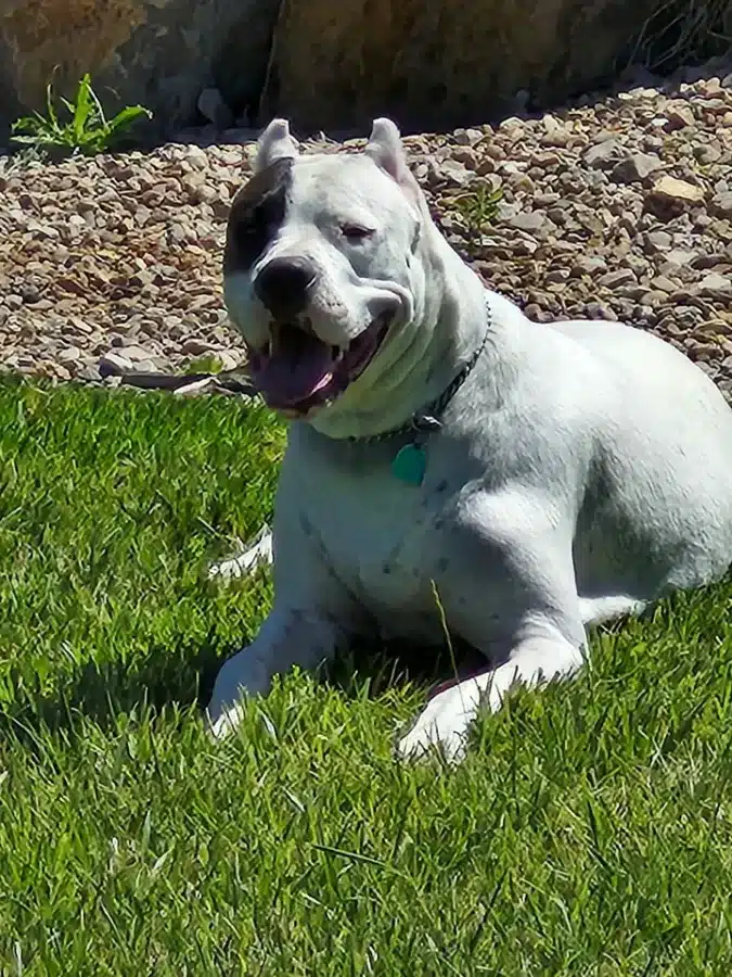 Dogo Argentino Puppies
