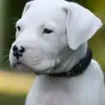 Dogo Argentino Puppies for Sale