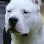Dogo Argentino Puppies