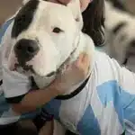 Dogo Argentino Puppies