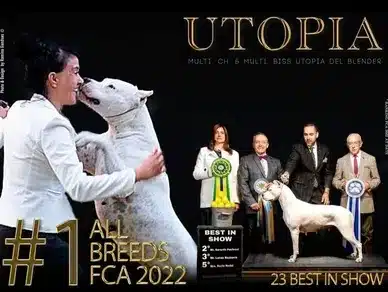 banner for all breeds fca