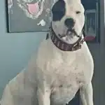 Dogo Argentino Puppies